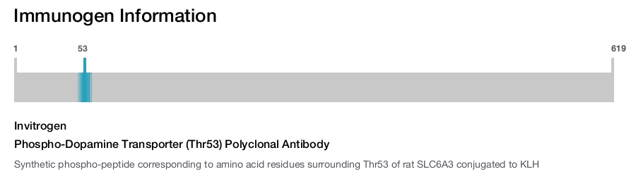 Phospho-Dopamine Transporter (Thr53) Polyclonal Antibody