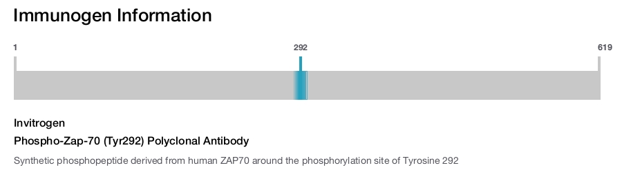 Phospho-Zap-70 (Tyr292) Polyclonal Antibody