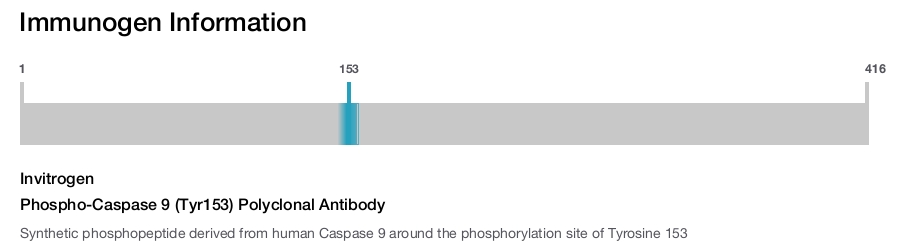 Phospho-Caspase 9 (Tyr153) Polyclonal Antibody