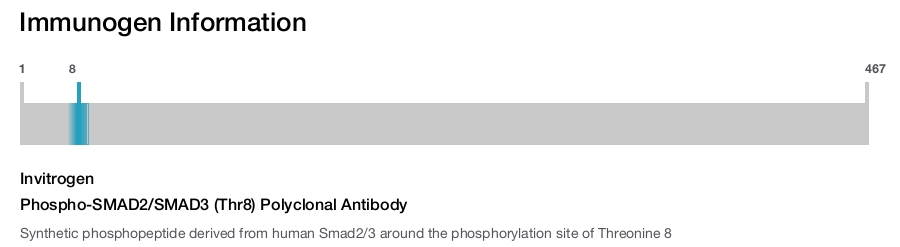 Phospho-SMAD2/SMAD3 (Thr8) Polyclonal Antibody