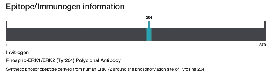 Phospho-ERK1/ERK2 (Tyr204) Polyclonal Antibody