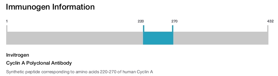 Cyclin A Polyclonal Antibody