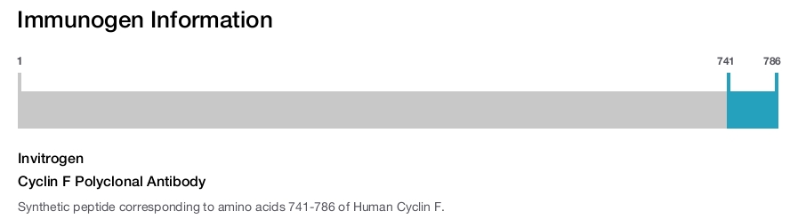 Cyclin F Polyclonal Antibody