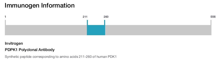 PDPK1 Polyclonal Antibody