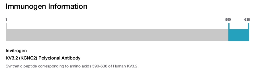 KV3.2 (KCNC2) Polyclonal Antibody