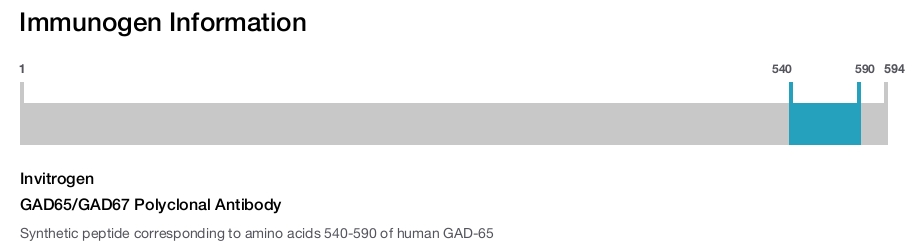 GAD65/GAD67 Polyclonal Antibody