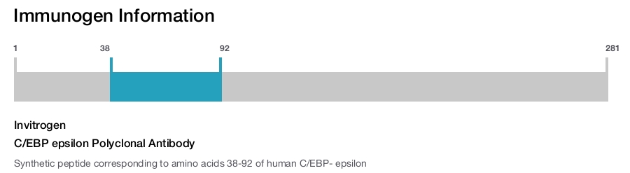 C/EBP epsilon Polyclonal Antibody