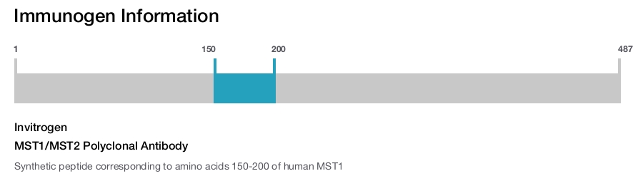 MST1/MST2 Polyclonal Antibody