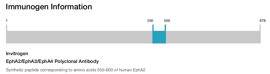 EphA2/EphA3/EphA4 Polyclonal Antibody