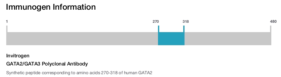 GATA2/GATA3 Polyclonal Antibody