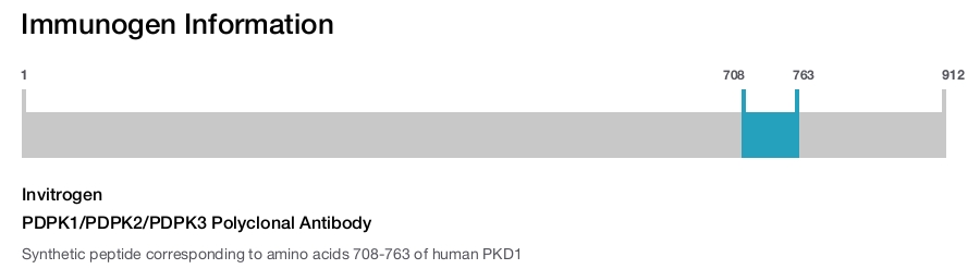 PDPK1/PDPK2/PDPK3 Polyclonal Antibody