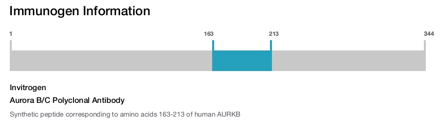 Aurora B/C Polyclonal Antibody