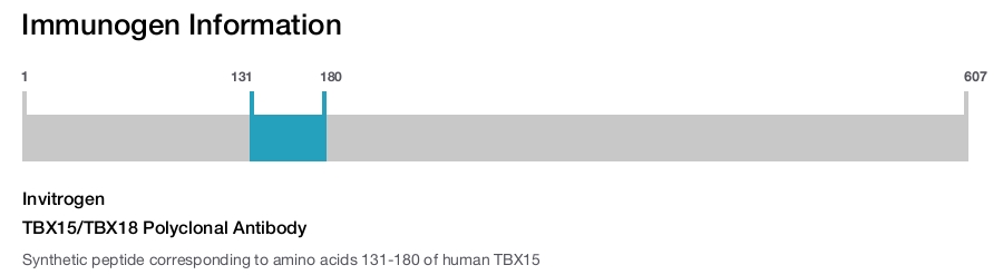 TBX15/TBX18 Polyclonal Antibody