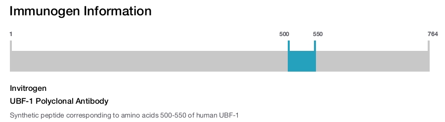 UBF-1 Polyclonal Antibody