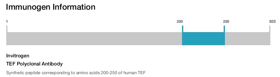 TEF Polyclonal Antibody