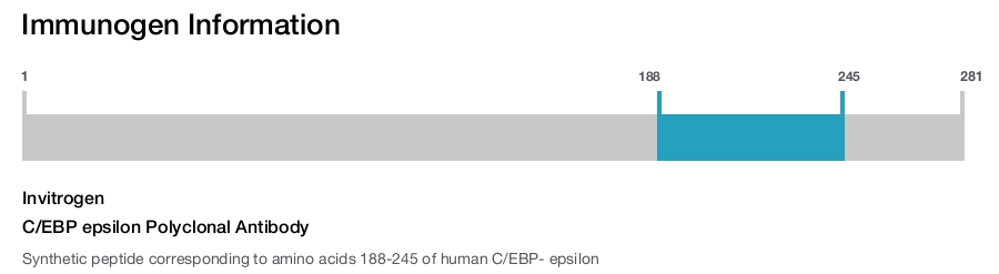 C/EBP epsilon Polyclonal Antibody