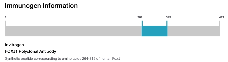 FOXJ1 Polyclonal Antibody