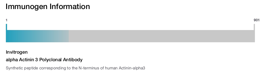 alpha Actinin 3 Polyclonal Antibody