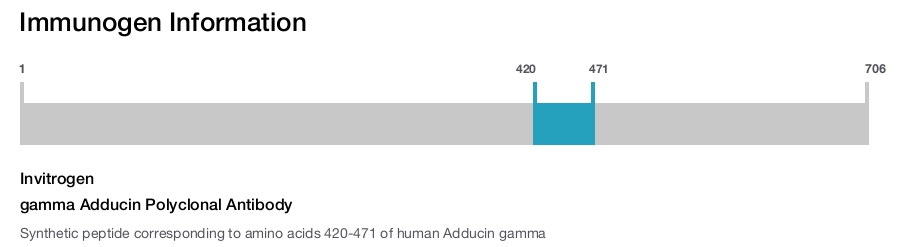 gamma Adducin Polyclonal Antibody
