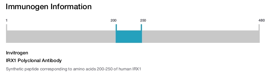 IRX1 Polyclonal Antibody