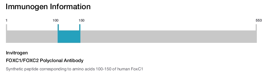 FOXC1/FOXC2 Polyclonal Antibody