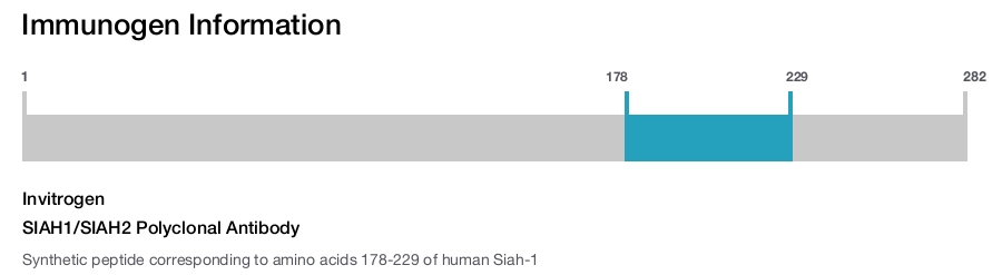 SIAH1/SIAH2 Polyclonal Antibody