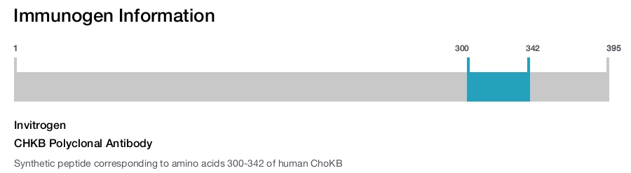 CHKB Polyclonal Antibody