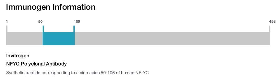NFYC Polyclonal Antibody
