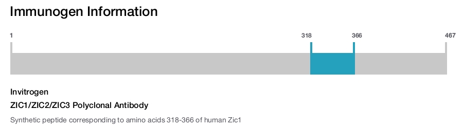 ZIC1/ZIC2/ZIC3 Polyclonal Antibody