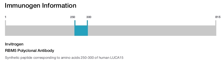 RBM5 Polyclonal Antibody
