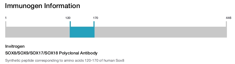 SOX8/SOX9/SOX17/SOX18 Polyclonal Antibody