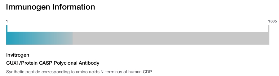 CUX1/Protein CASP Polyclonal Antibody
