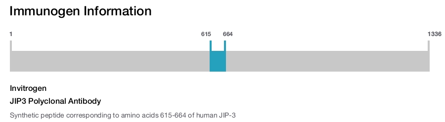 JIP3 Polyclonal Antibody