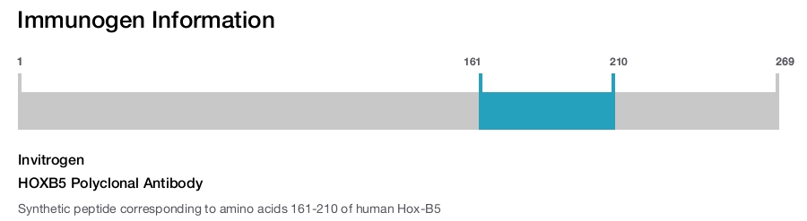 HOXB5 Polyclonal Antibody