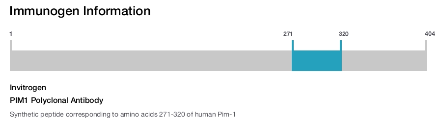 PIM1 Polyclonal Antibody
