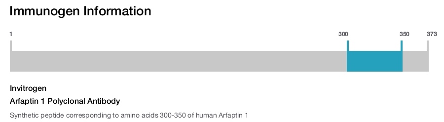 Arfaptin 1 Polyclonal Antibody