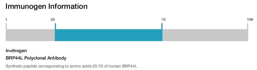BRP44L Polyclonal Antibody