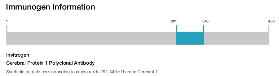 Cerebral Protein 1 Polyclonal Antibody