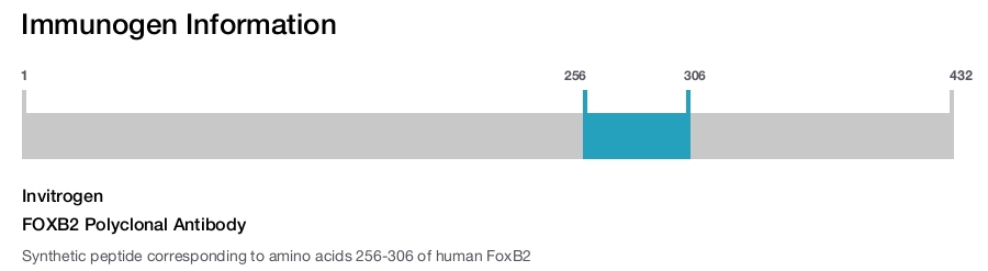 FOXB2 Polyclonal Antibody