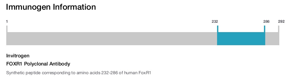 FOXR1 Polyclonal Antibody