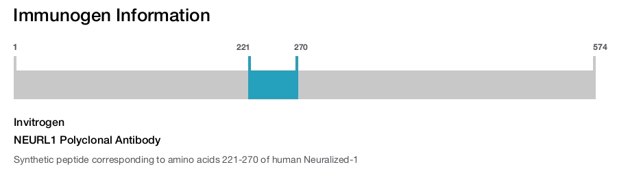 NEURL1 Polyclonal Antibody