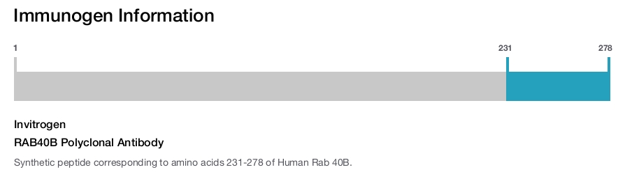 RAB40B Polyclonal Antibody