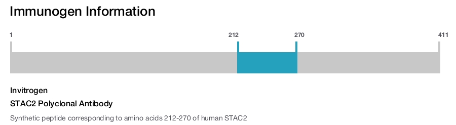 STAC2 Polyclonal Antibody