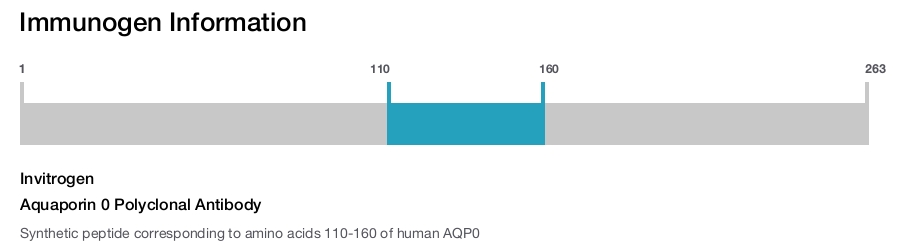 Aquaporin 0 Polyclonal Antibody