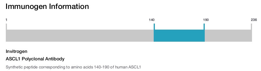 ASCL1 Polyclonal Antibody