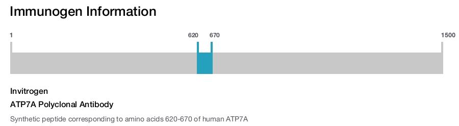 ATP7A Polyclonal Antibody