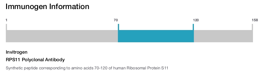 RPS11 Polyclonal Antibody