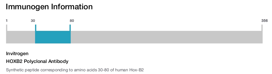 HOXB2 Polyclonal Antibody