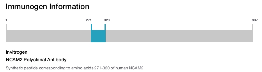 NCAM2 Polyclonal Antibody