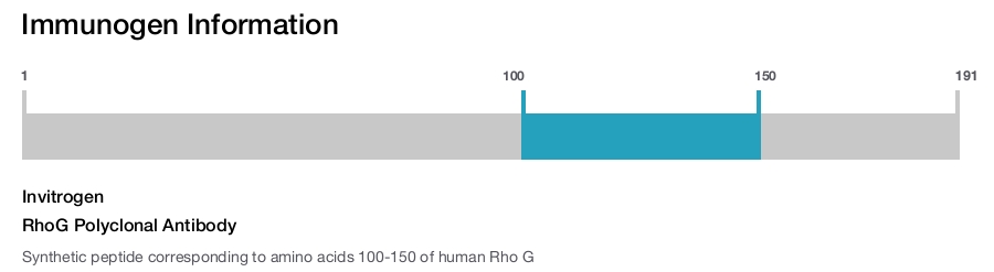 RhoG Polyclonal Antibody